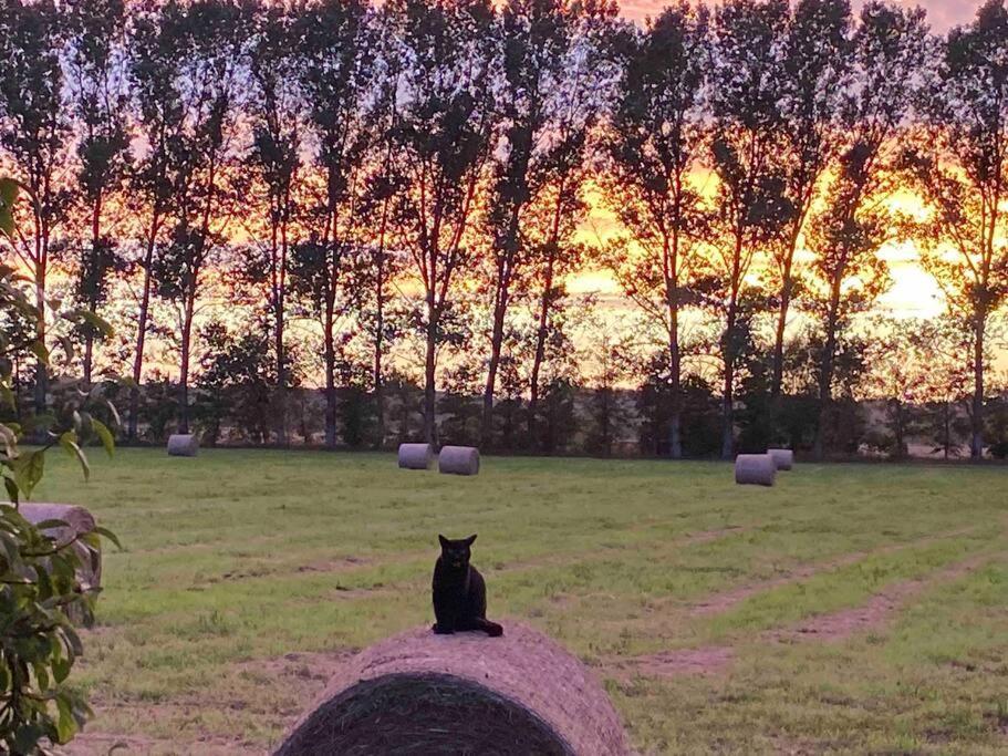 Kompass Nahe Der Ostsee Im Gruenen Appartement Bad Doberan